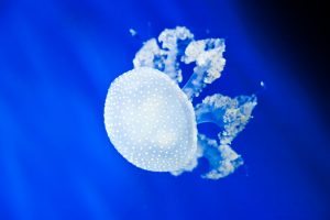 Jellyfish